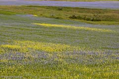 Lein Raps - Zum Vergroessern klicken!